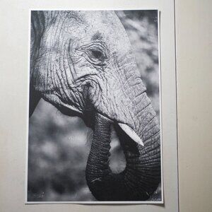 13x19 inch black and white elephant print - African Wall Art - photography